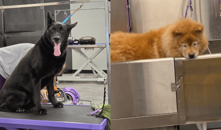 Pawsitively Perfect Pups