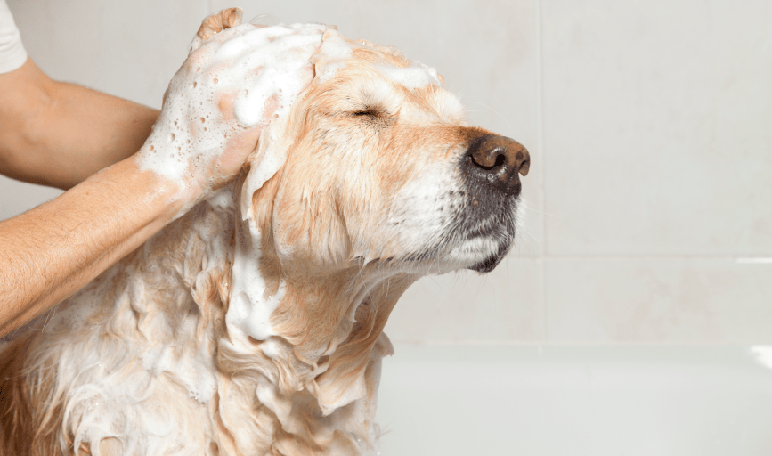 Pawsitively Perfect Pups